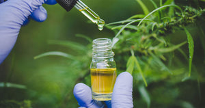 Scientist pouring cbd oil into vial