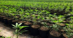 Cannabis chlorophyll absorption