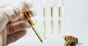 PHO vs BHO Extraction: How to Produce Better Cannabis Concentrate