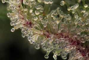 Challenges in Cannabis Oil Filtration – Media Bros to the Rescue
