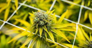 Cannabinoid Loss During Processing & How to Prevent Waste