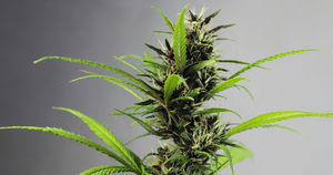 Up close image of a cannabis plant.