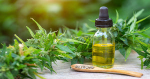 Hemp vs oil extract