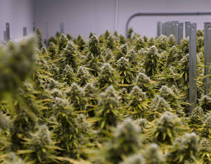 Mastering Color Remediation for High-Flow BHO Extraction