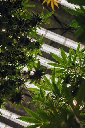 How to Increase Extraction Yield Without Sacrificing Quality in Cannabis Extraction