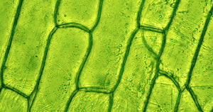 Removing Chlorophyll From Alcohol Extracts