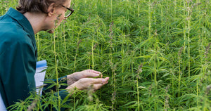 How Cannabis Chromatography Works and What Are the Techniques