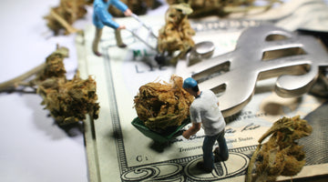 Money Cannabis Work