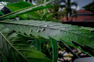 Everything You Need To Know About The Pesticide Chlorfenapyr
