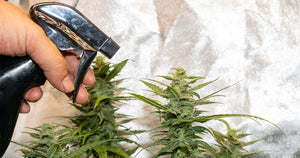 Pesticide remediation solutions for cannabis extraction