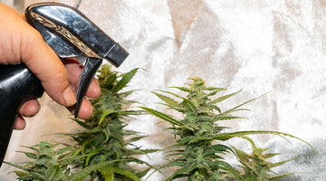 Pesticide remediation solutions for cannabis extraction