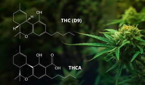 What is THCa, and How is it Different from THC?