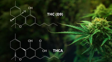 What is THCa, and How is it Different from THC?